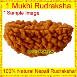 1 Mukhi Rudraksha One Face Rudraksh